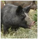 >Naturally Raised Berkshire Pork